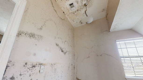 Best Mold-Related Health Consultation  in Elk River, MN