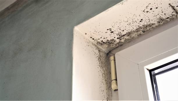 Best Biohazard Mold Removal  in Elk River, MN