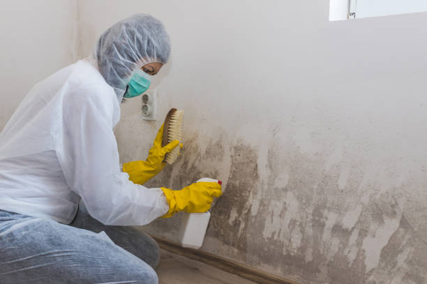 Best Mold Damage Restoration  in Elk River, MN