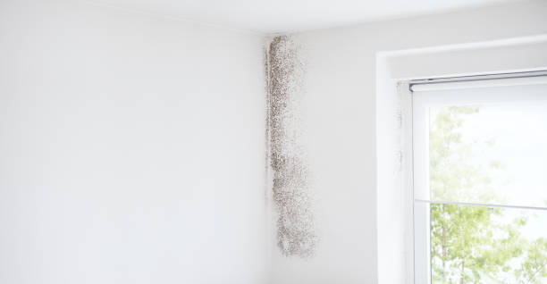 Best Mold Documentation for Insurance Claims  in Elk River, MN