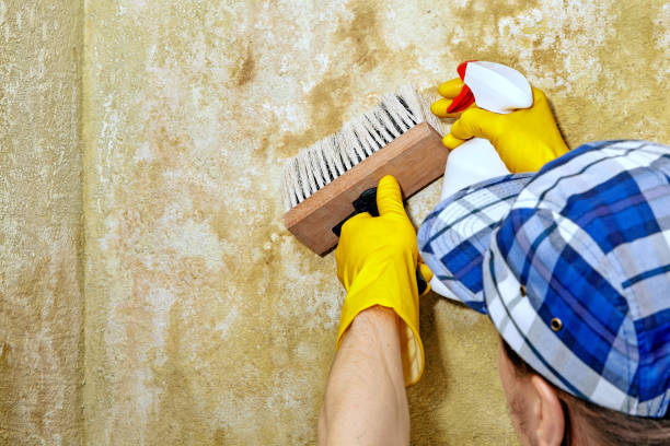 Best Real Estate Mold Inspection  in Elk River, MN