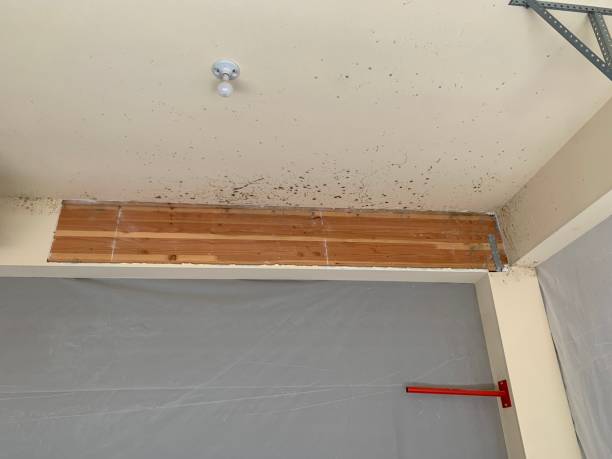 Best Mold Documentation for Insurance Claims  in Elk River, MN