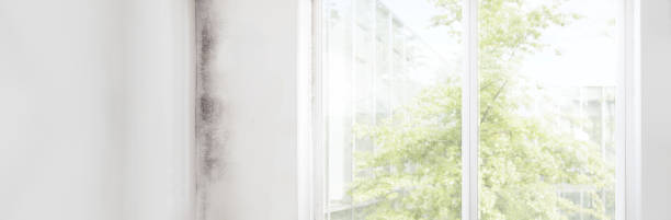 Mold Documentation for Insurance Claims in Elk River, MN