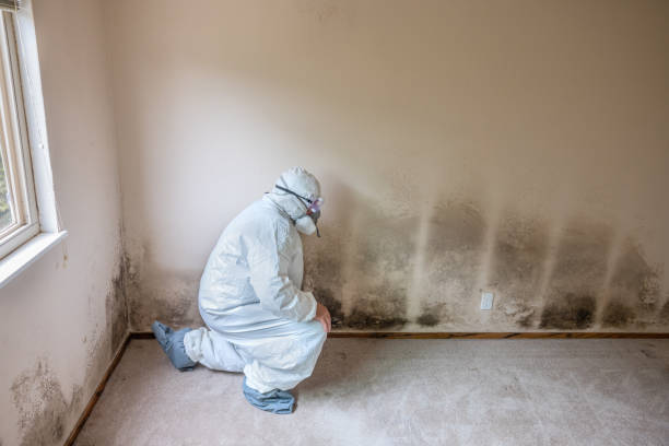 Best Emergency Mold Remediation  in Elk River, MN