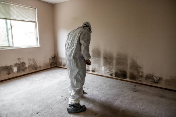 Best Dehumidification Services  in Elk River, MN
