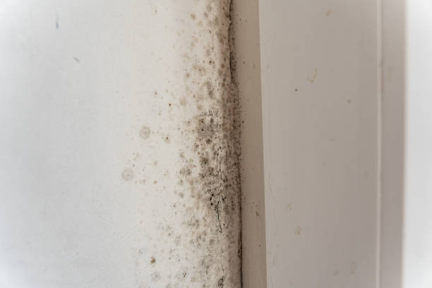 Best Water Damage & Mold Remediation  in Elk River, MN