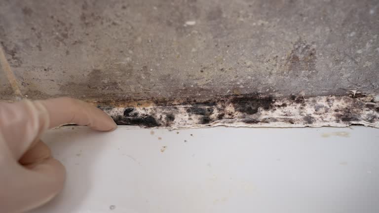 Best Indoor Air Quality Assessment  in Elk River, MN