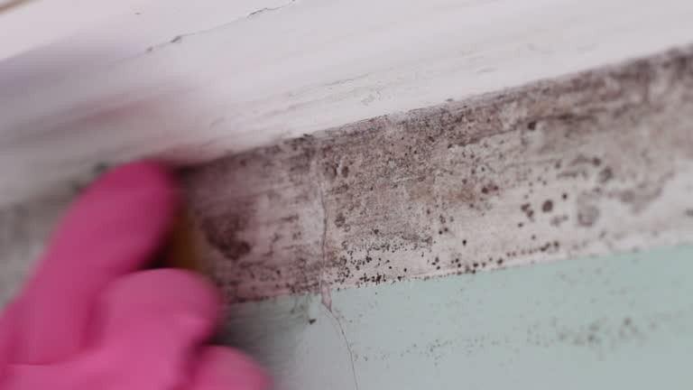 Best Emergency Mold Remediation  in Elk River, MN